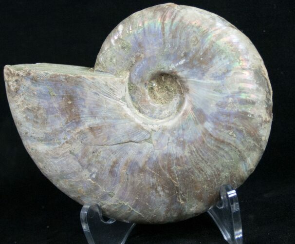 Silver Iridescent Ammonite - Madagascar #9503